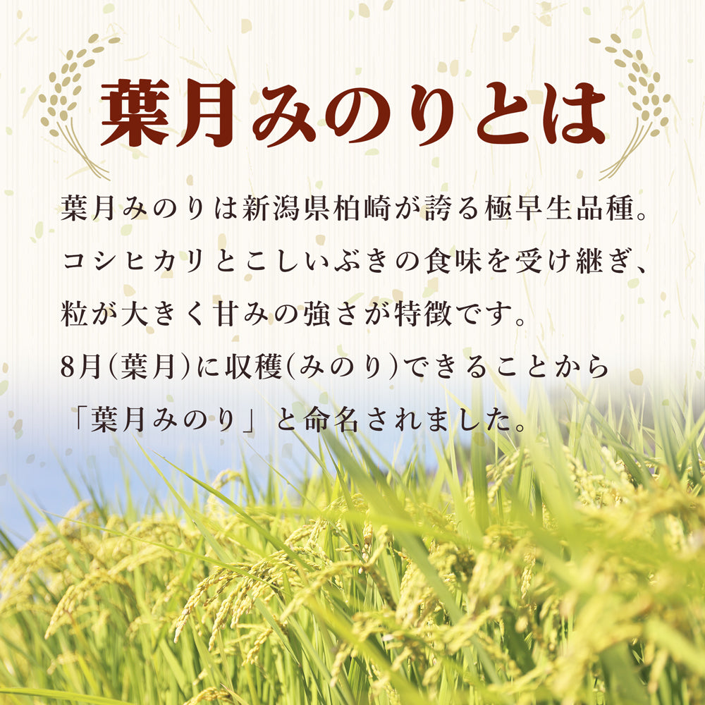 予約 令和7年度産 新米 葉月みのり 5kg 大日