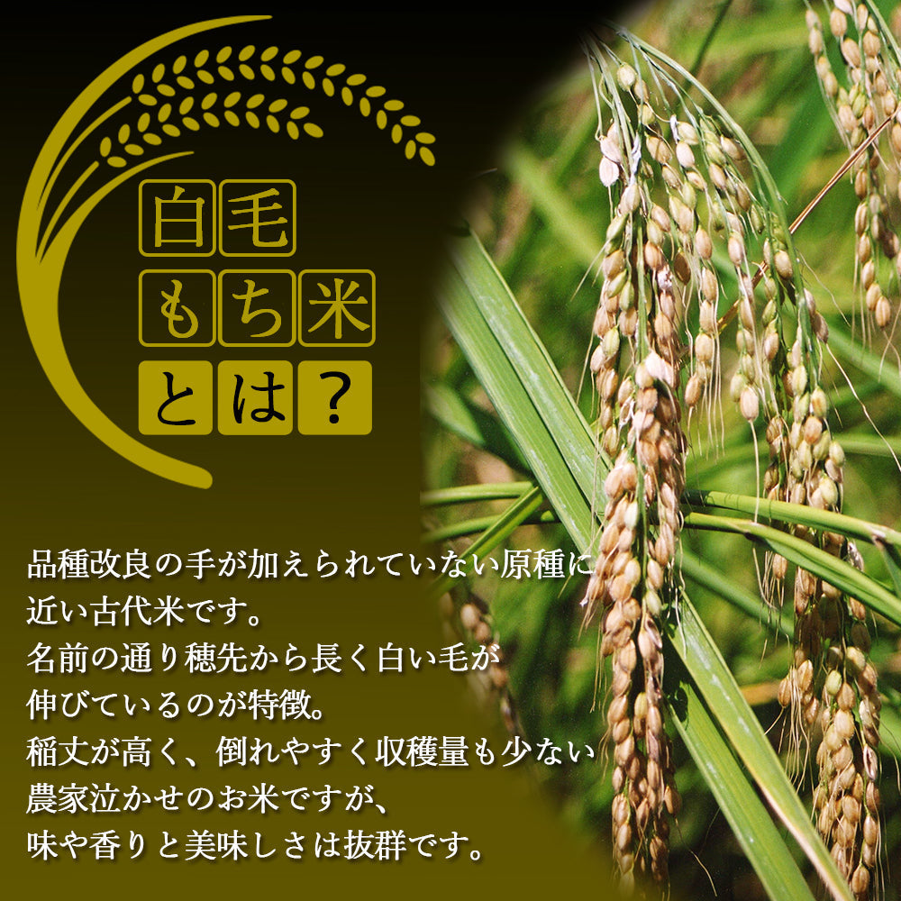 白毛餅 350g×6袋 信州上伊那農家直伝