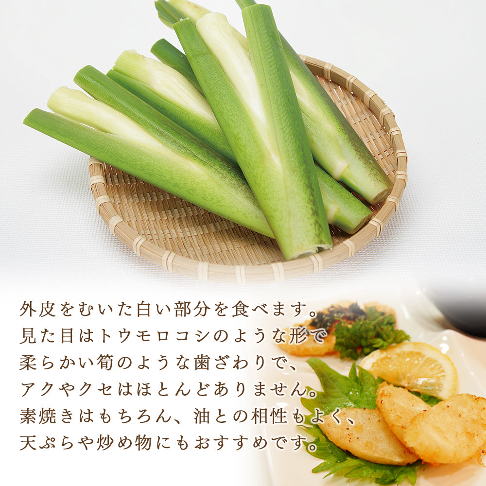 新潟県産 マコモタケ(マコモダケ)約1kg 10月中旬~下旬頃発送予定