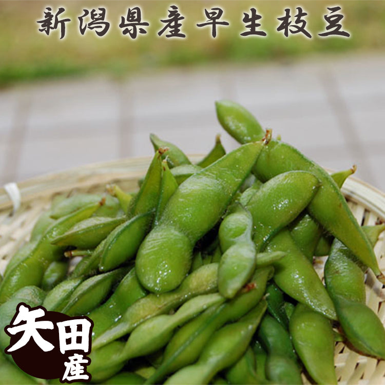 新潟県 矢田産 早生枝豆 1.2Kg (200g×6袋)