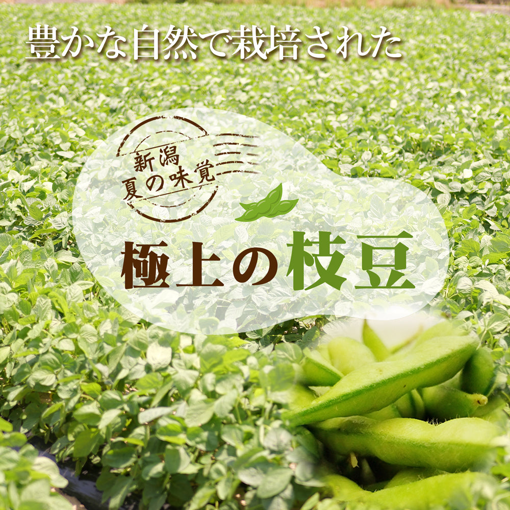 【かおっぺさん専用】新潟黒埼産枝豆 いきなまるA品2キロB品4キロ 本場 黒埼枝豆 A級品 新潟 黒埼板井産 2kg「くろさき枝豆」朝