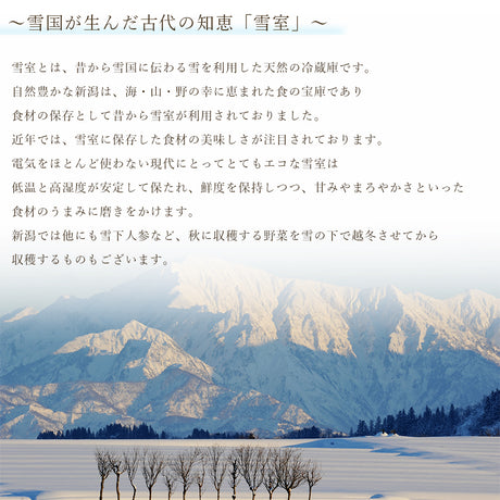 雪室貯蔵味噌 ゆきとみそ 300g×10個 山崎醸造