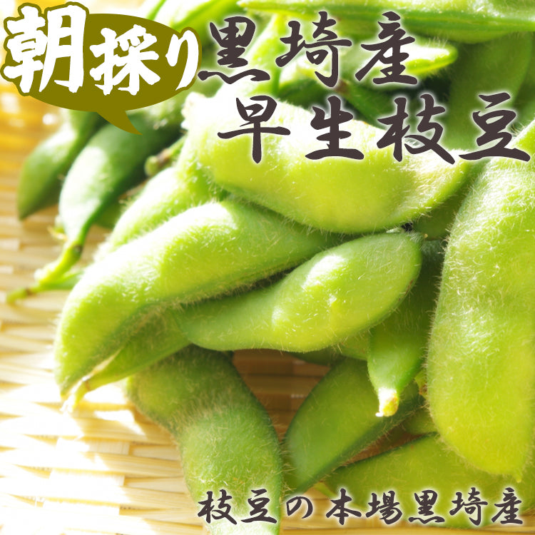 黒埼産 早生枝豆 1.5Kg 予約 6月下旬～7月上旬発送予定